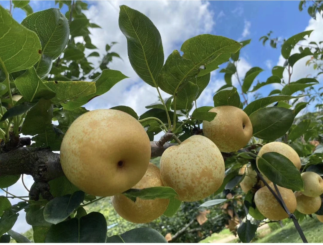 粤北连州高山水晶梨