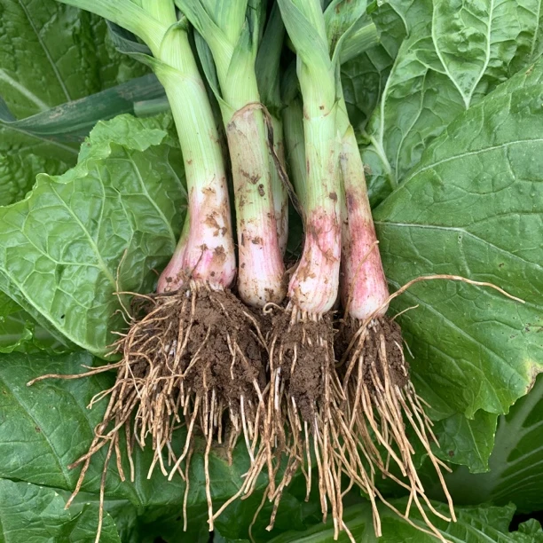 露天种植红皮蒜苗现挖现发绿色蔬菜