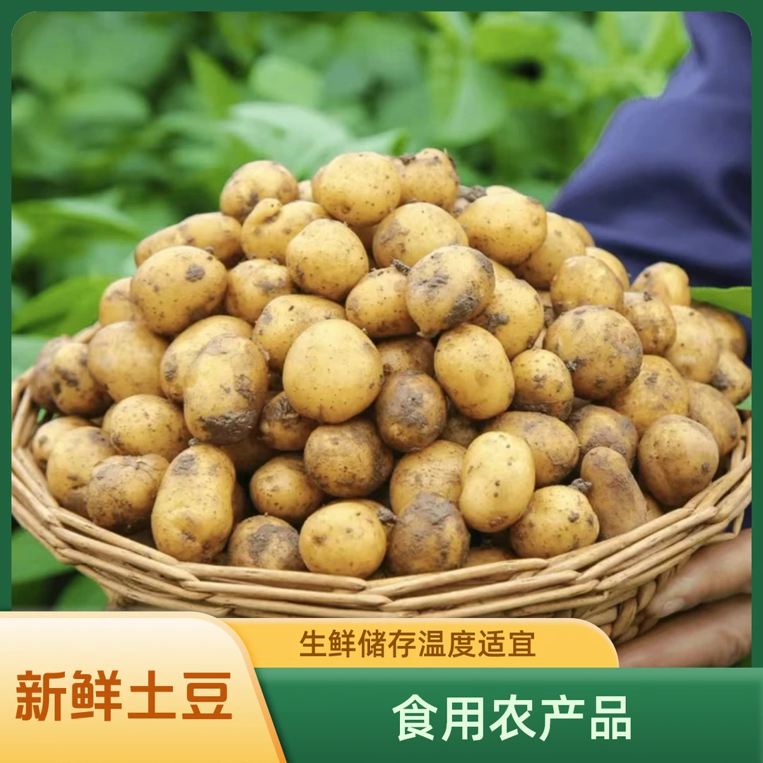 精品恩施高山小土豆黄心小土豆装恩施富晒土豆马铃薯洋芋