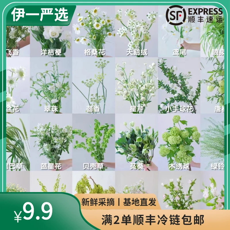 【伊一鲜花草花配叶】云南基地直发顺丰家养家用腊梅洋牡丹云南鲜花