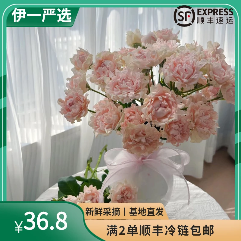 【伊一严选】多头苏芬泡泡云南基地直发鲜花处理稀有玫瑰花易养护