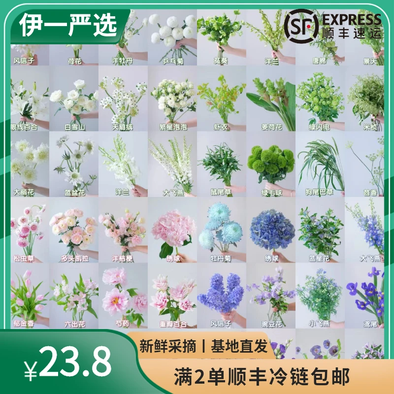 【伊一鲜花配花配叶】全单品满2单顺丰郁金香紫罗兰易养护