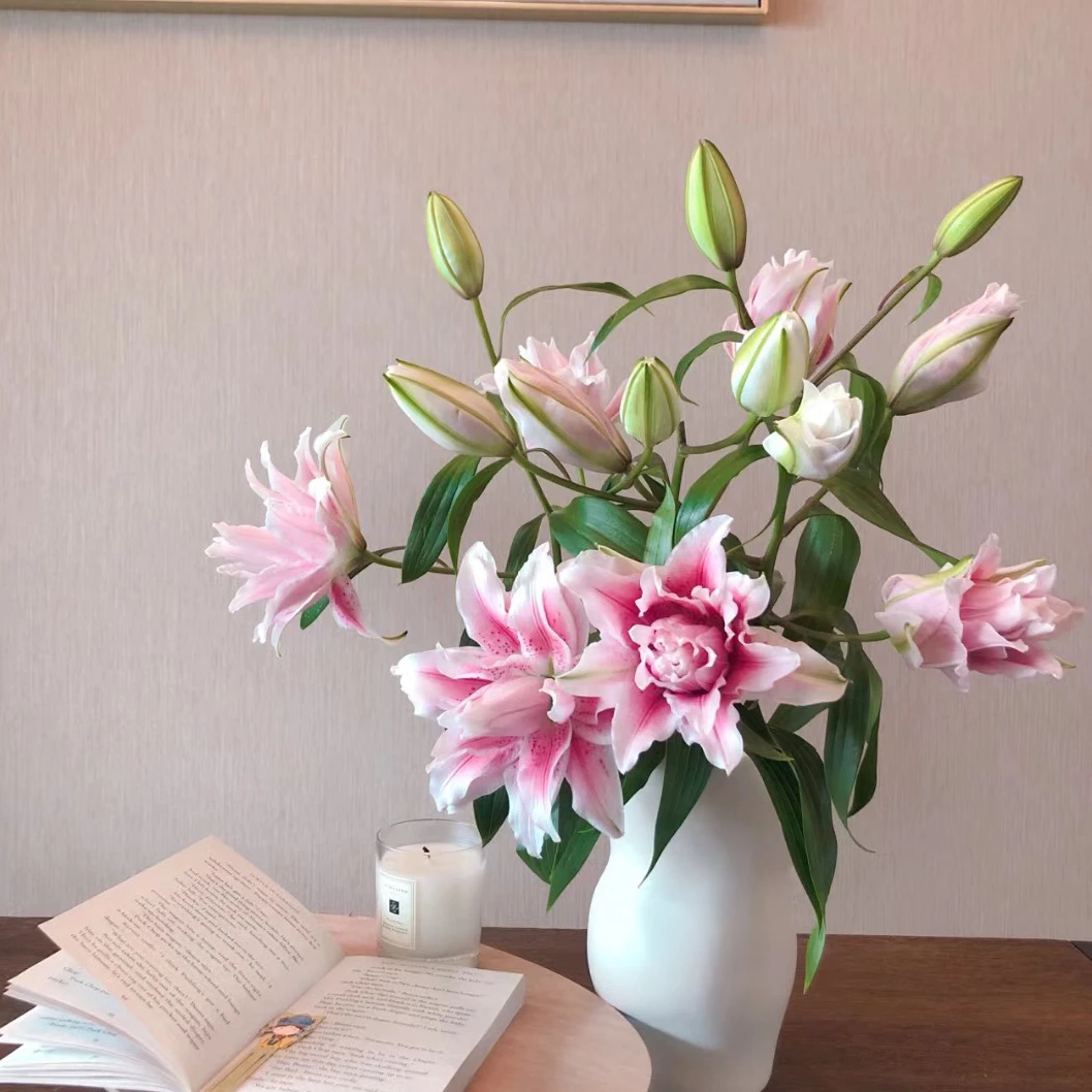 鲜花【伊一严伊莎贝拉重瓣百合】顺丰包邮香水百合居家鲜花云南直发