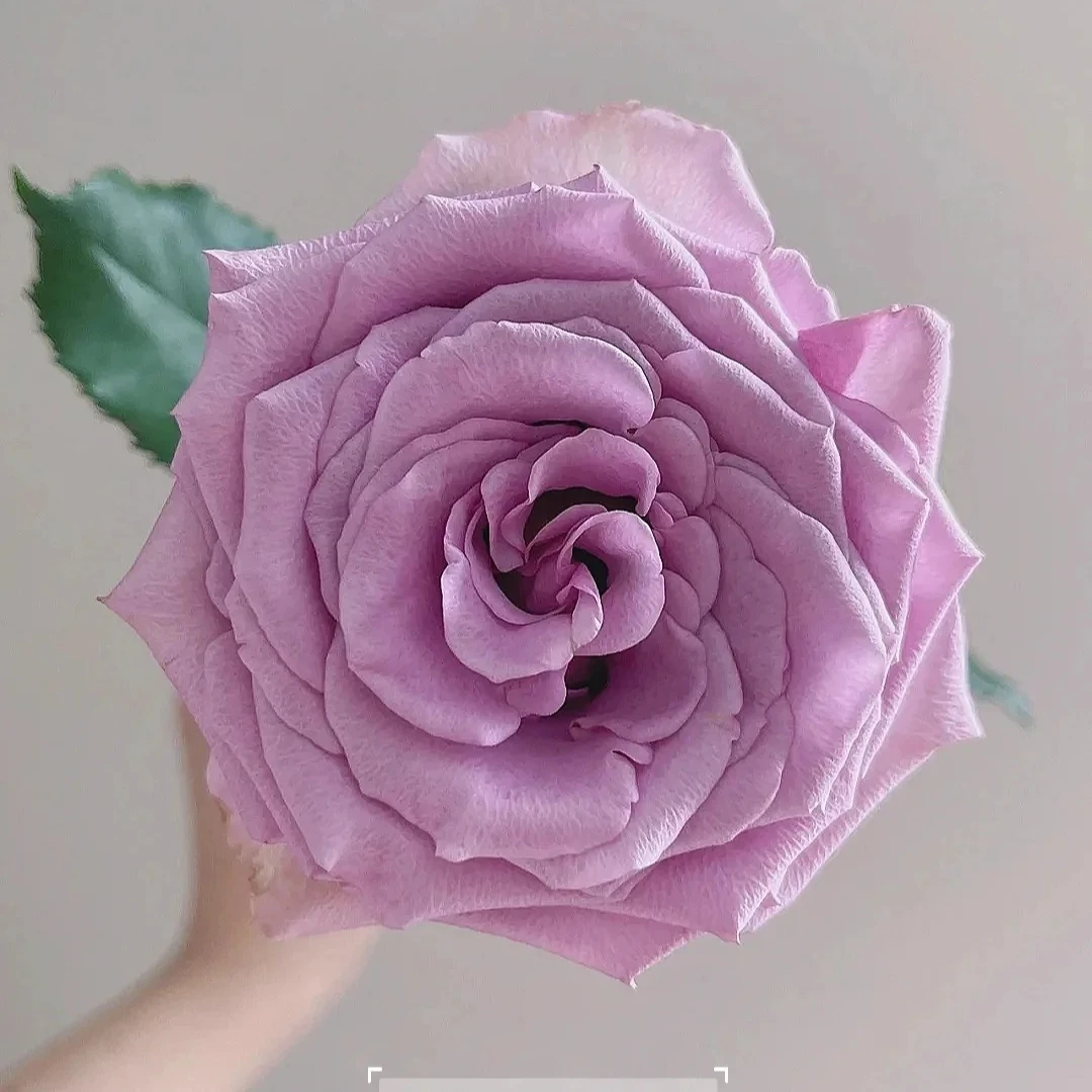 紫霞仙子玫瑰鲜切花低调复古顺丰云南基地直发