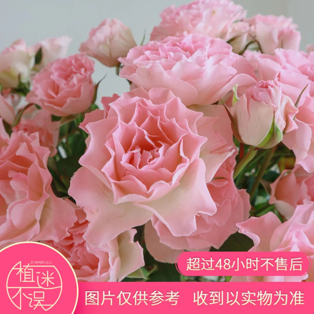 植迷不误多头人鱼公主玫瑰高颜值插花多种装饰美丽美式昆明醒花