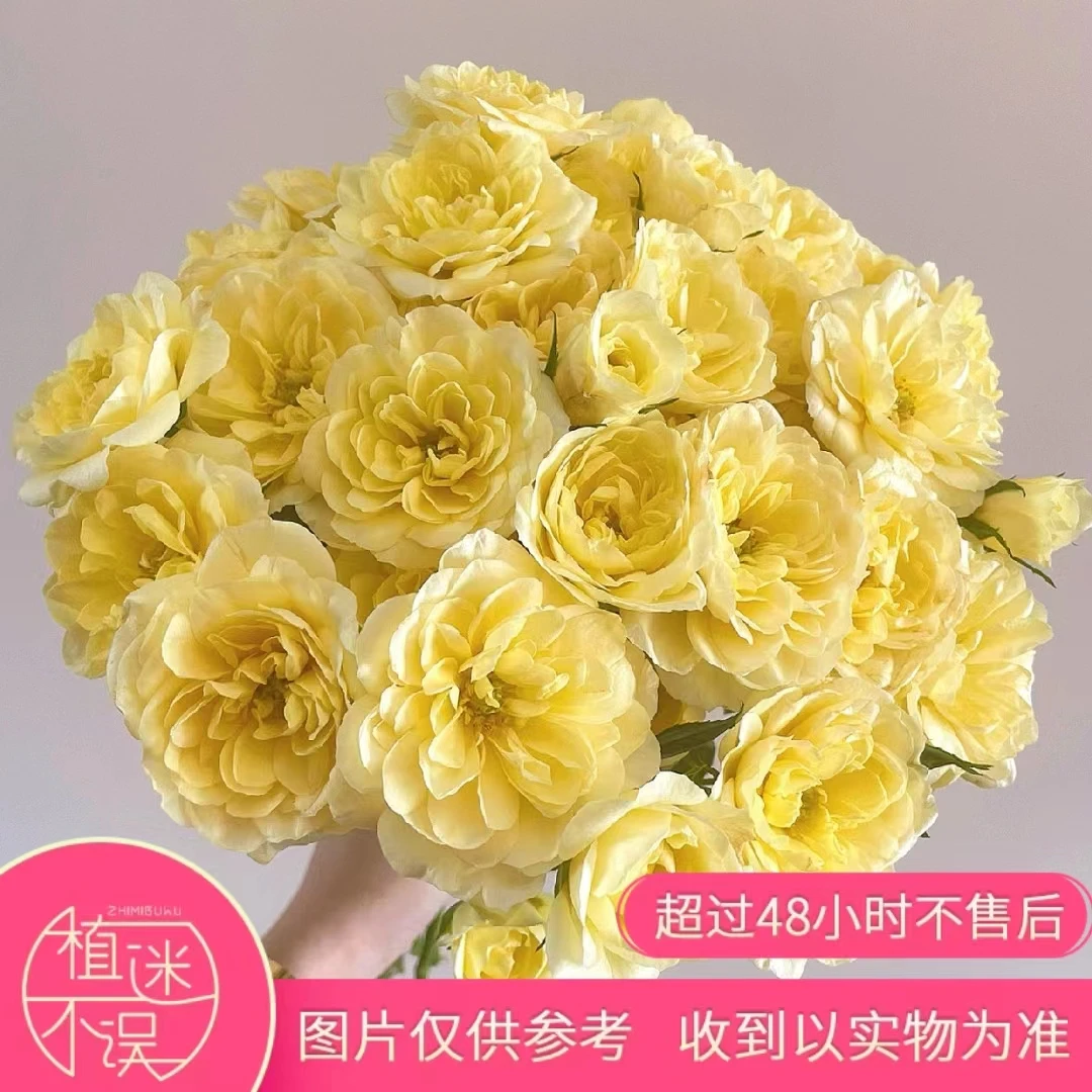 【植迷达播】柠檬阳台玫瑰.奥斯汀