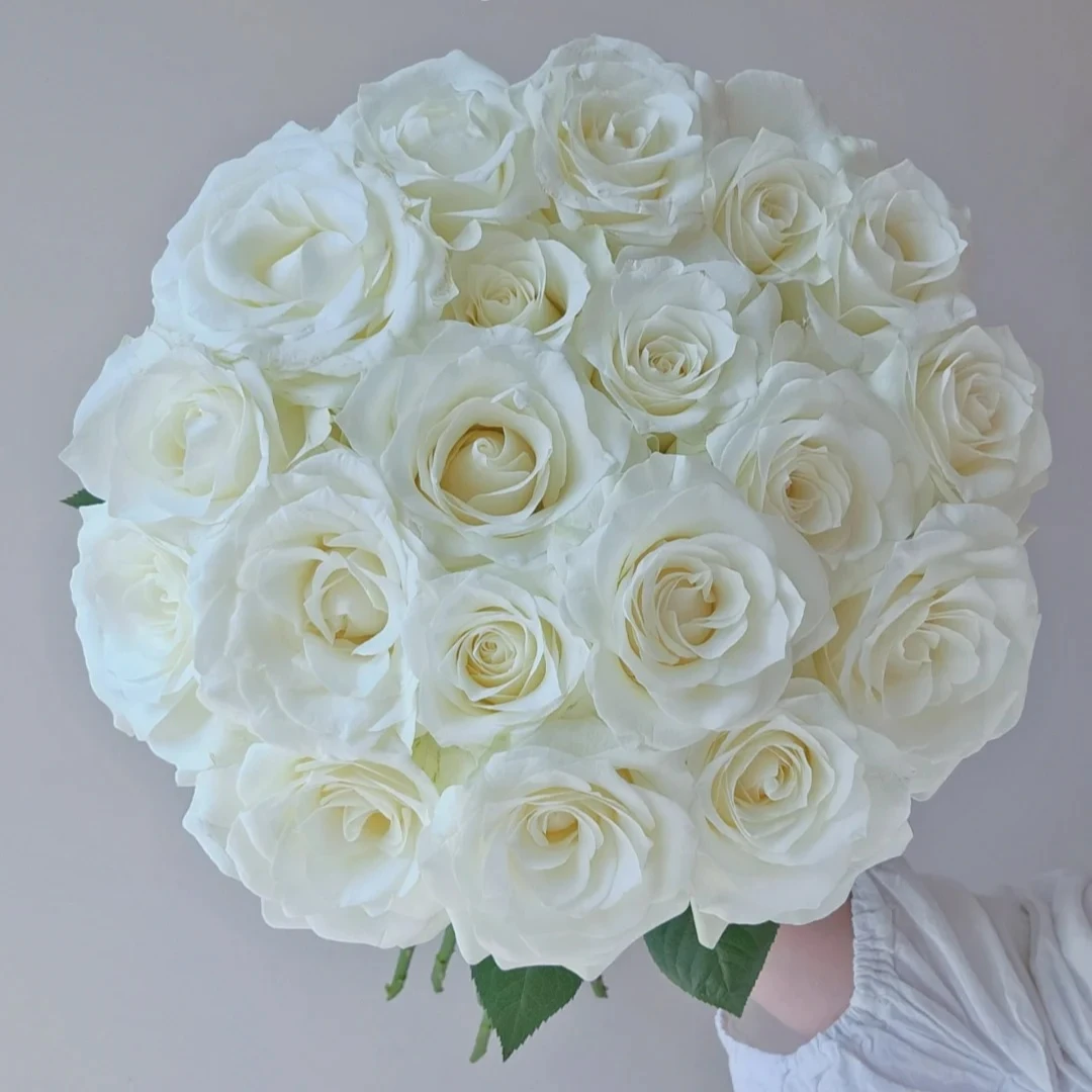 骄傲白玫瑰纯净鲜切花求婚婚礼无土基地直发顺丰包邮植迷不误