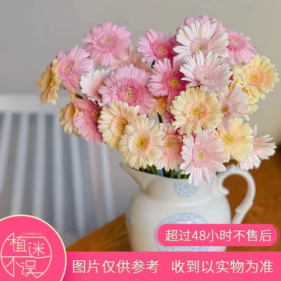 【植迷达播】非洲菊*小众清新花期长云南鲜花摆放客厅