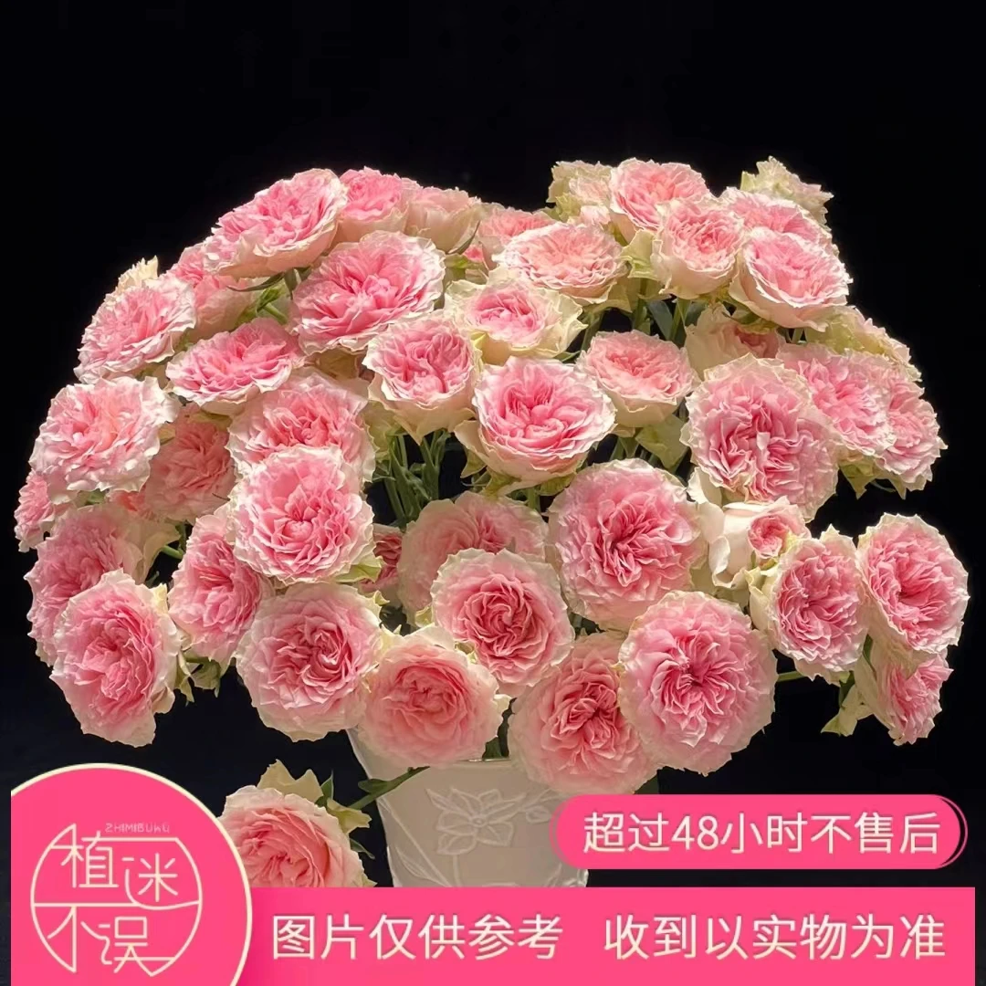 【植迷达播】情迷罗拉玫瑰.0
