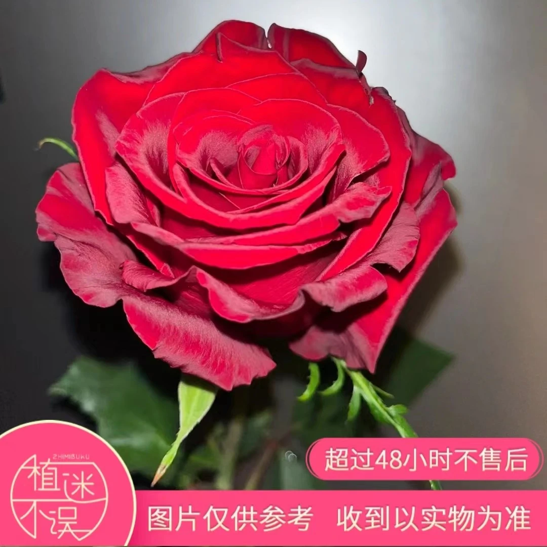 传奇玫瑰家庭插花云南花艺植迷不误顺丰包邮