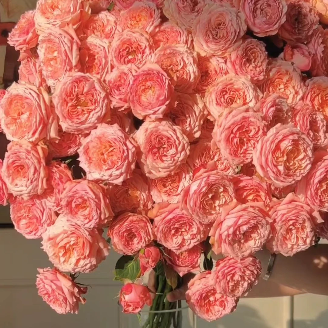 【植迷达播】朱丽叶塔玫瑰.默认顺丰冷链.