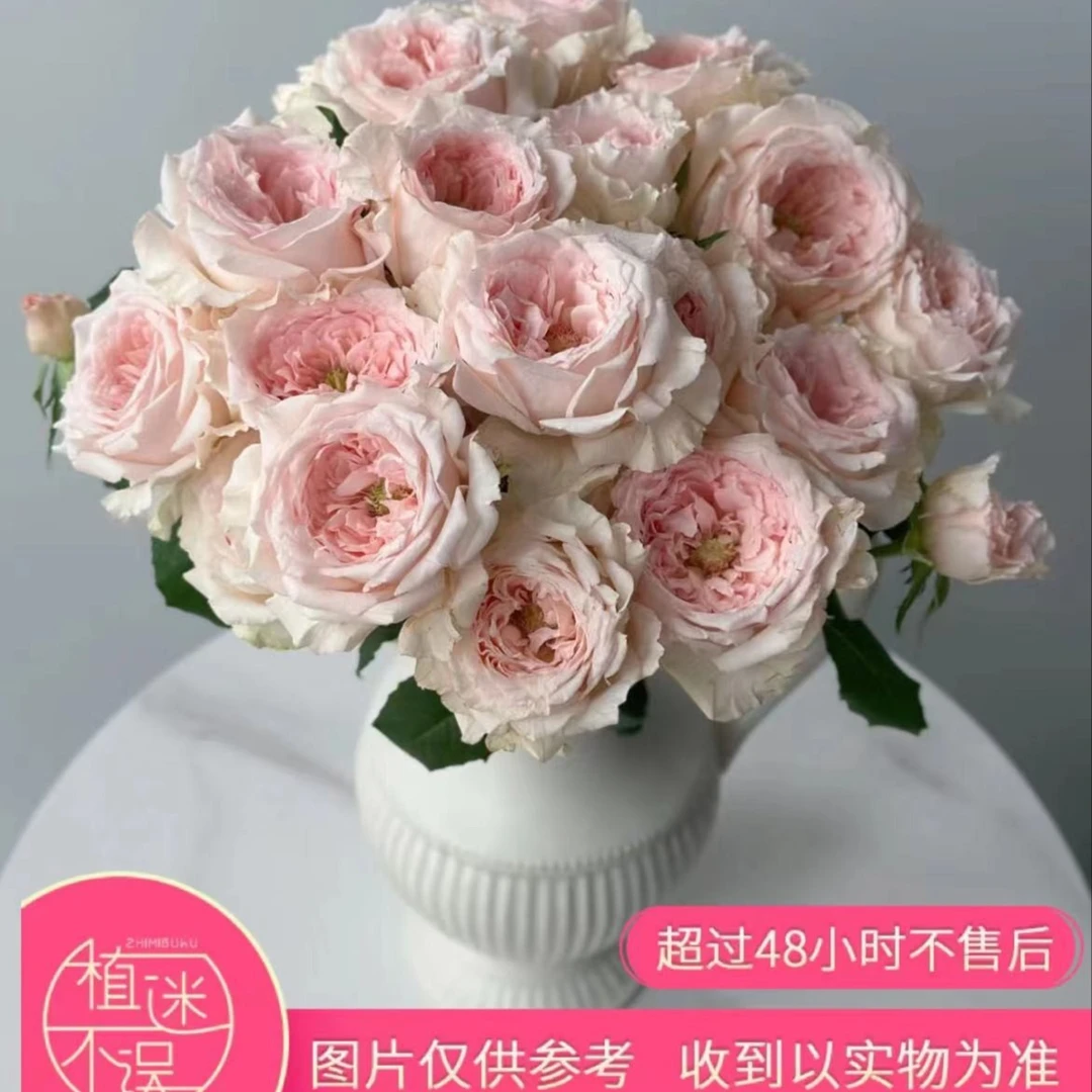 植迷不误涌流玫瑰稀有小众云南鲜花室内摆放客厅上档次美观大气