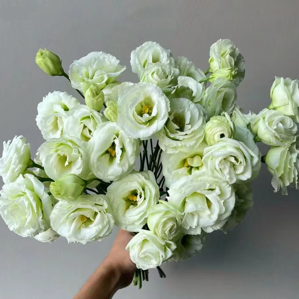 【植迷不误】立深蕉月洋桔梗龙胆花花期长水养瓶插花顺丰包邮