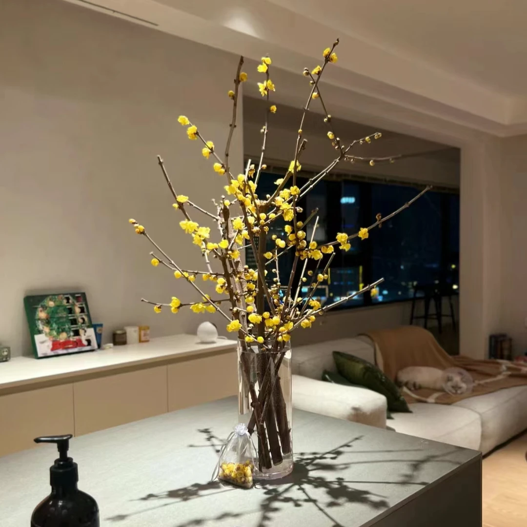 植迷不误中国腊梅鲜切花木本养护处理温馨实物质量养护醒花