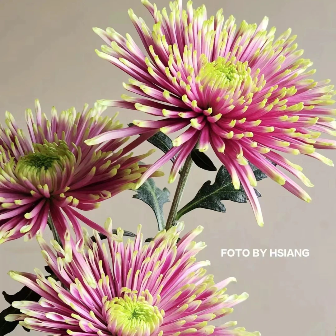 植迷不误安娜菊链接云南基地直发鲜花室内摆放客厅上档次美观大气