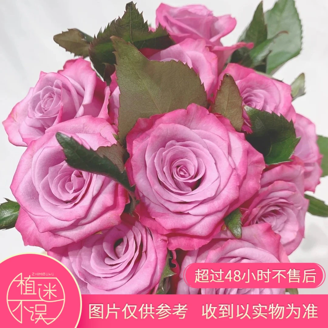 植迷不误单头嫣然玫瑰家庭插花花艺花束用花好养昆明斗南养护醒花