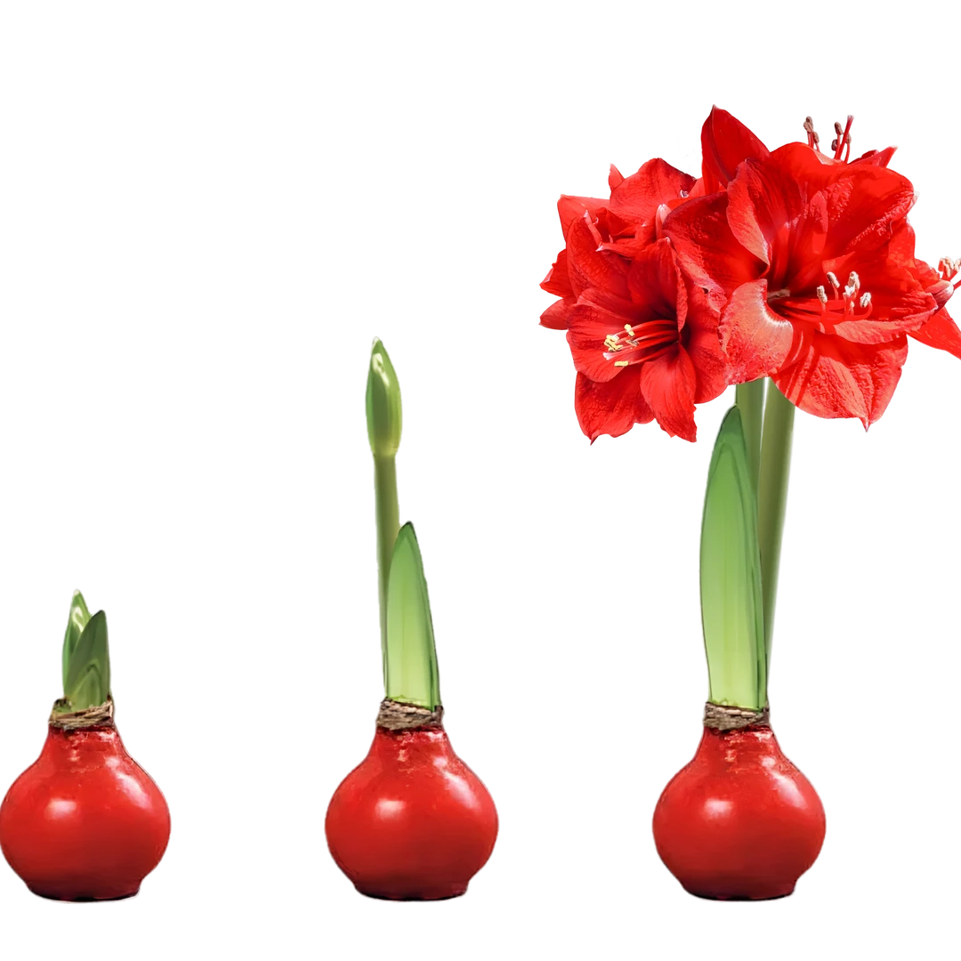 【Red Lion红狮】朱顶红经典红腊球巨型44球顺丰包邮植迷不误