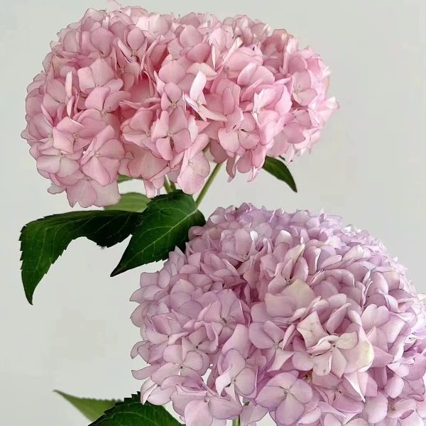 【植迷达播】阿曼绣球花店养护花儿需要温馨