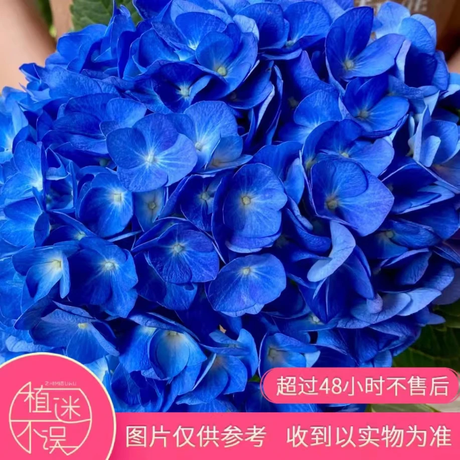 【植迷达播】博登湖绣球