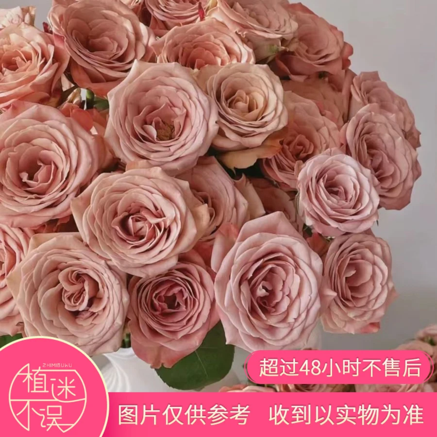 多头单头卡布奇诺玫瑰花期长复古莫兰迪无土顺丰包邮植迷不误