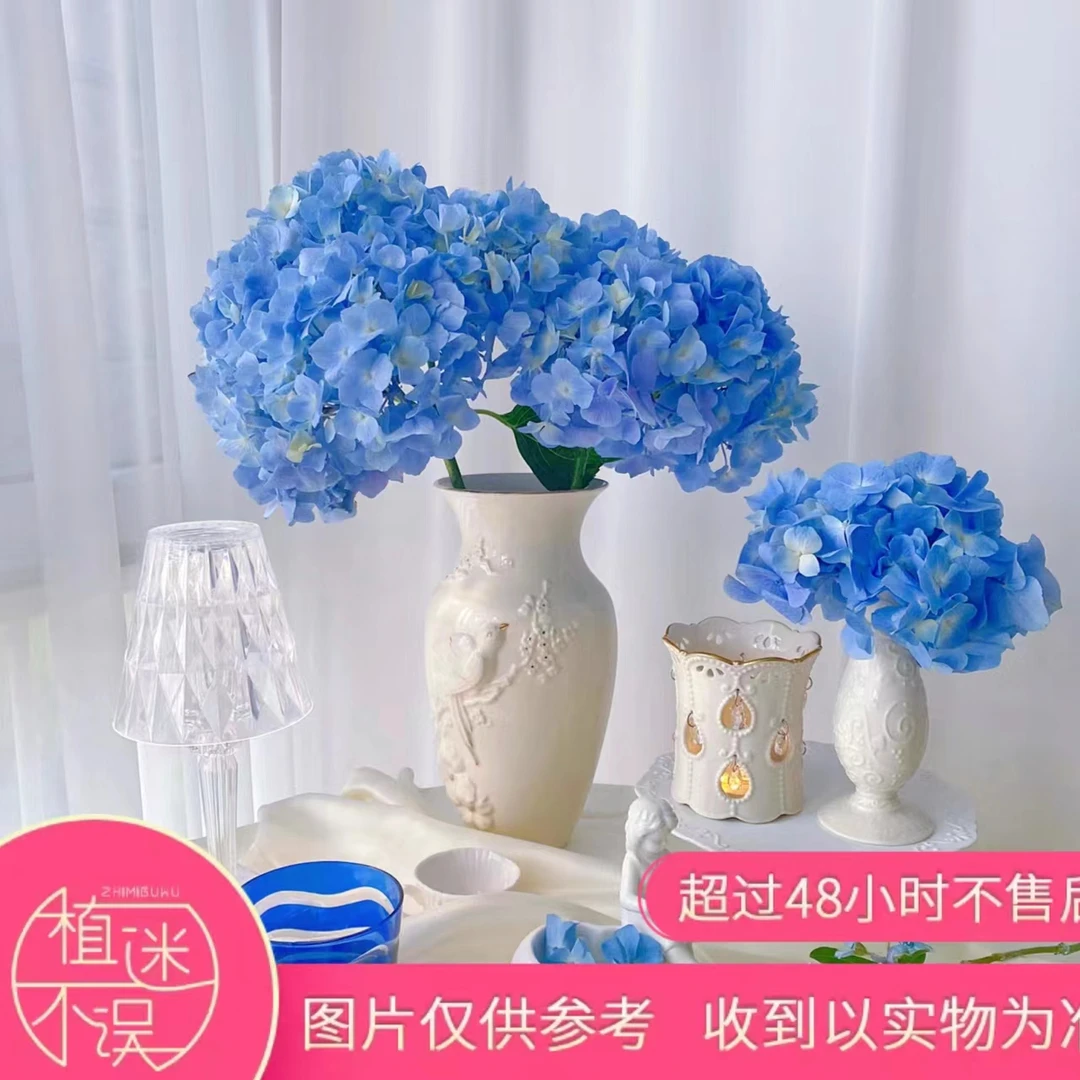 大海蓝绣球 养护美观花儿花店杆子养护好开好养