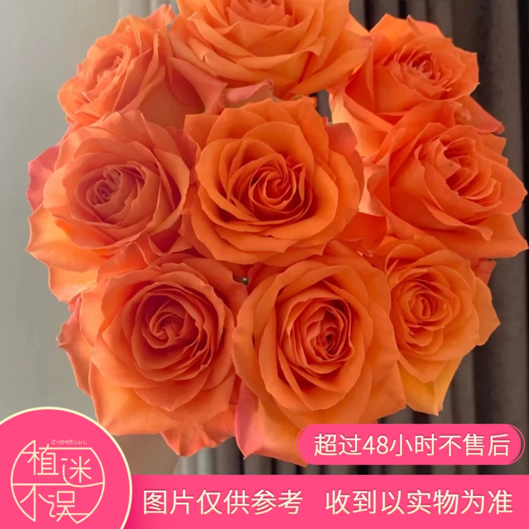 植迷不误单头国王日玫瑰云南基地直发家庭办公室插花养护插花醒花
