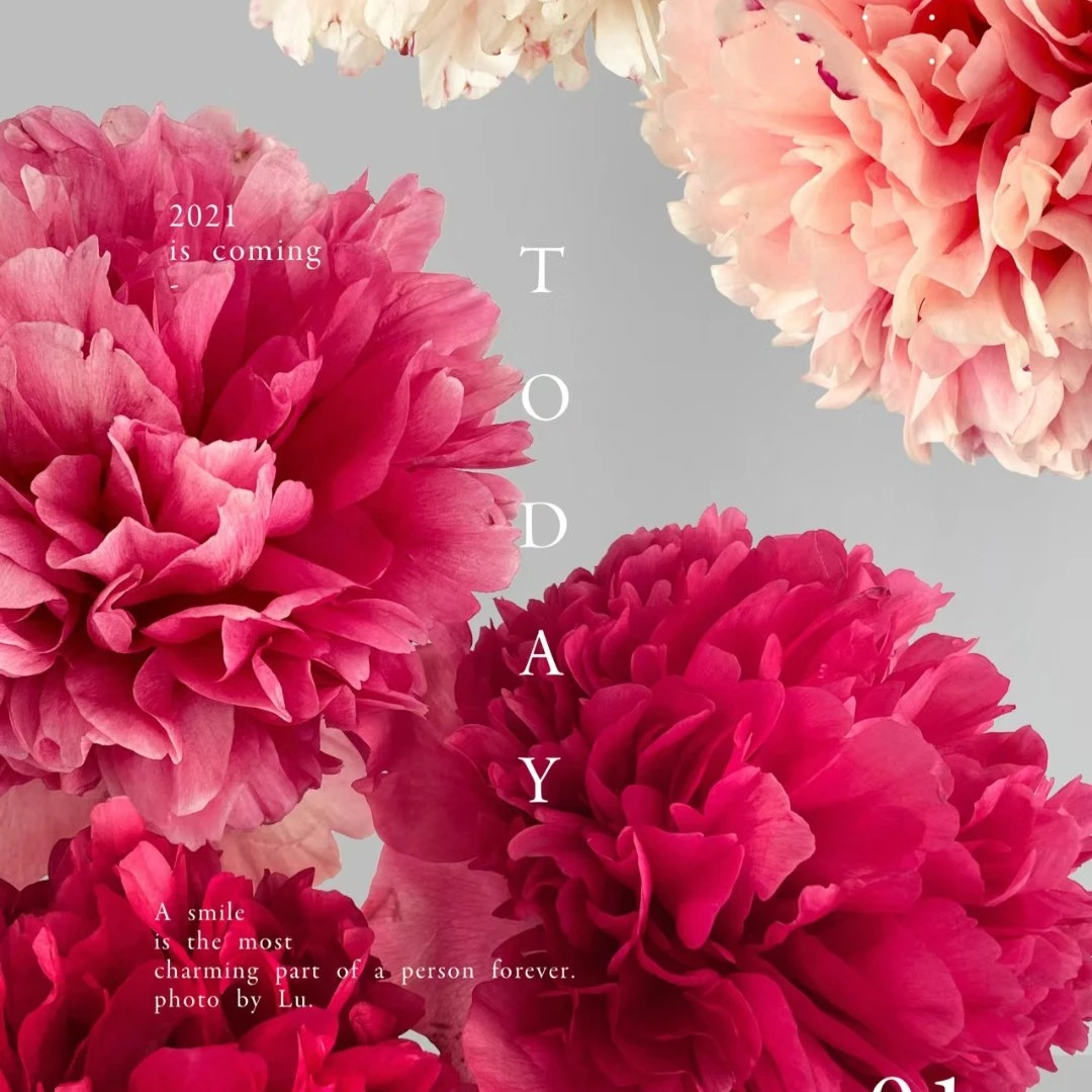 御前表演芍药鲜切花变色山东菏泽基地顺丰包邮