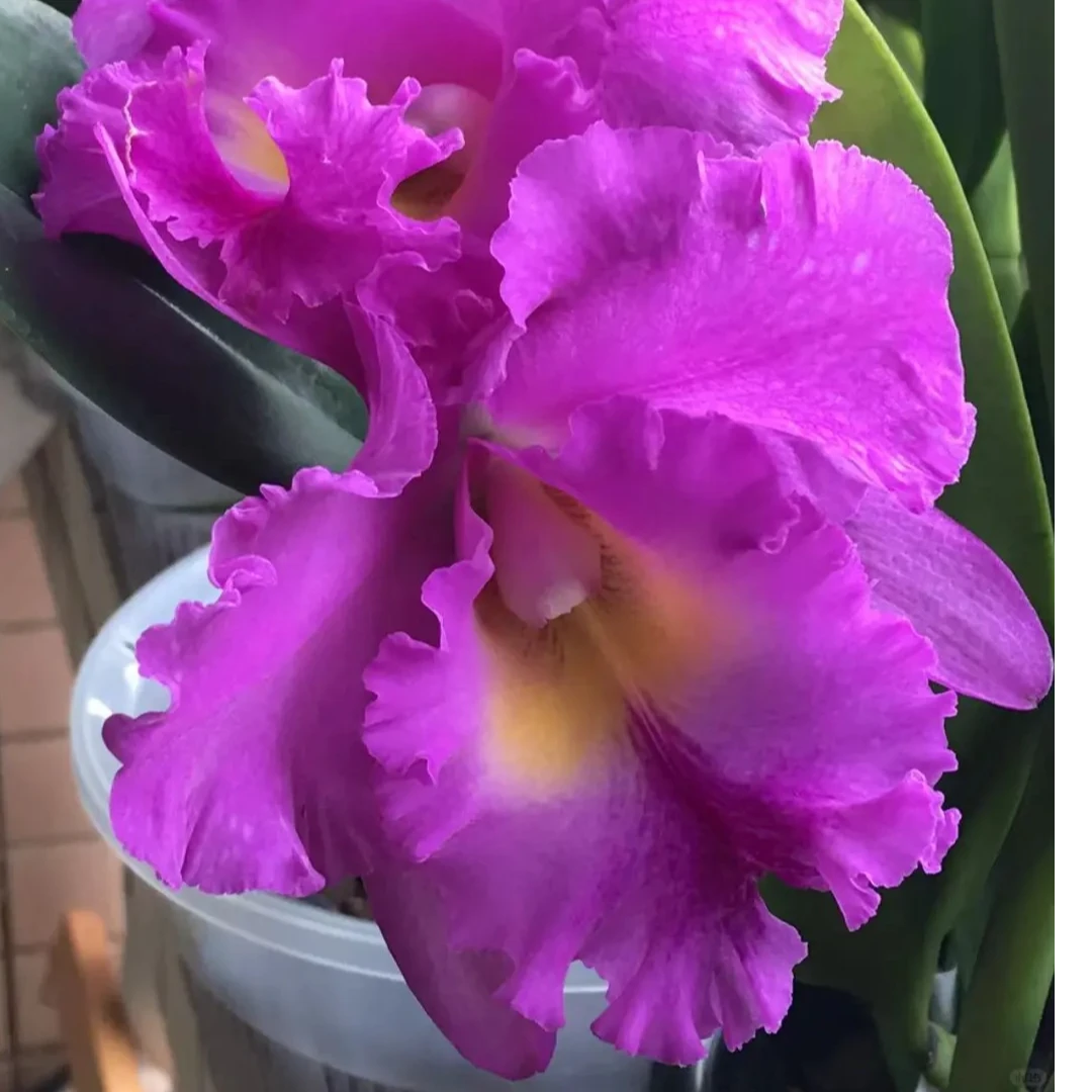 大花卡特兰泰牛1号盆栽中通包邮植迷不误