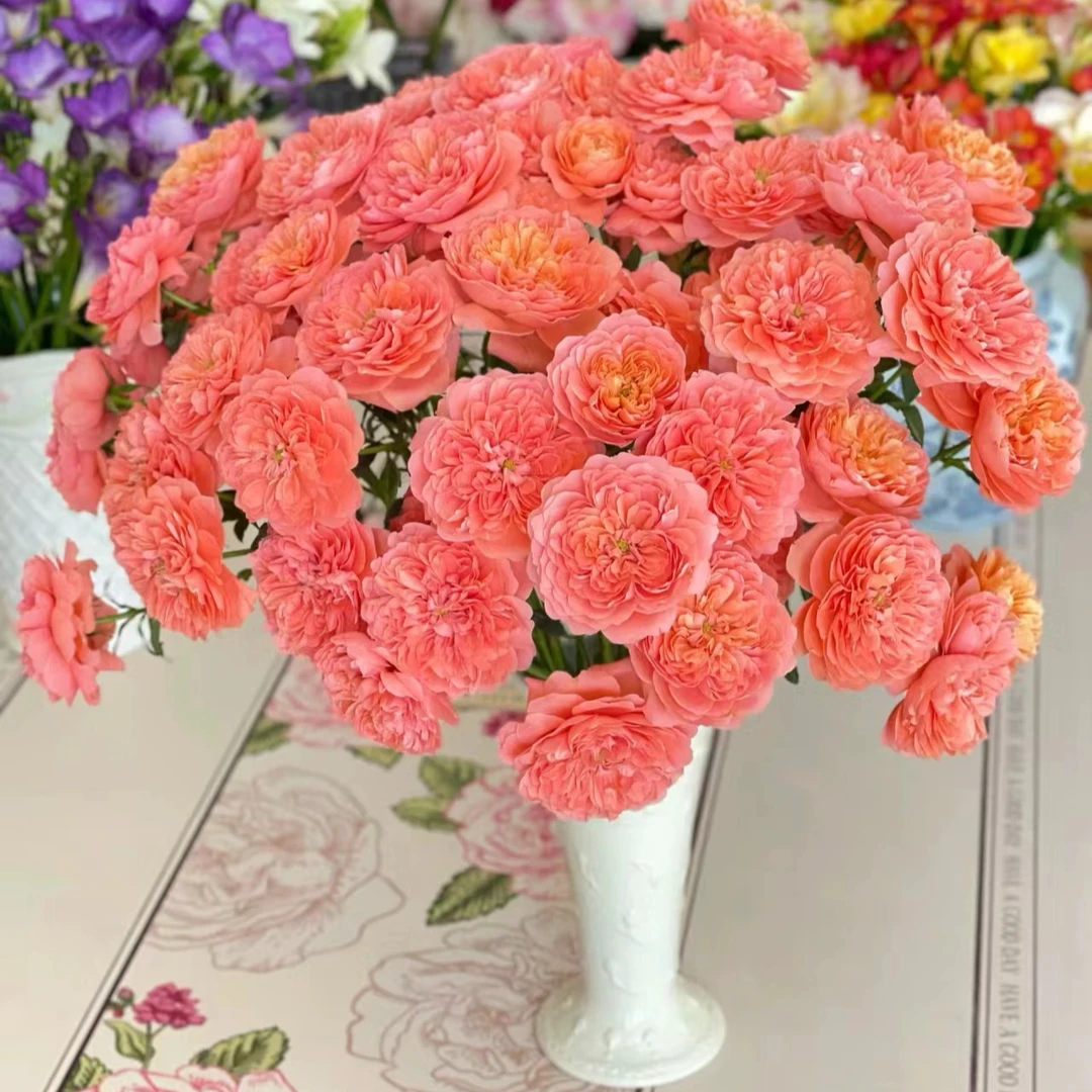 【植迷达播】杏色果汁玫瑰..奥斯汀