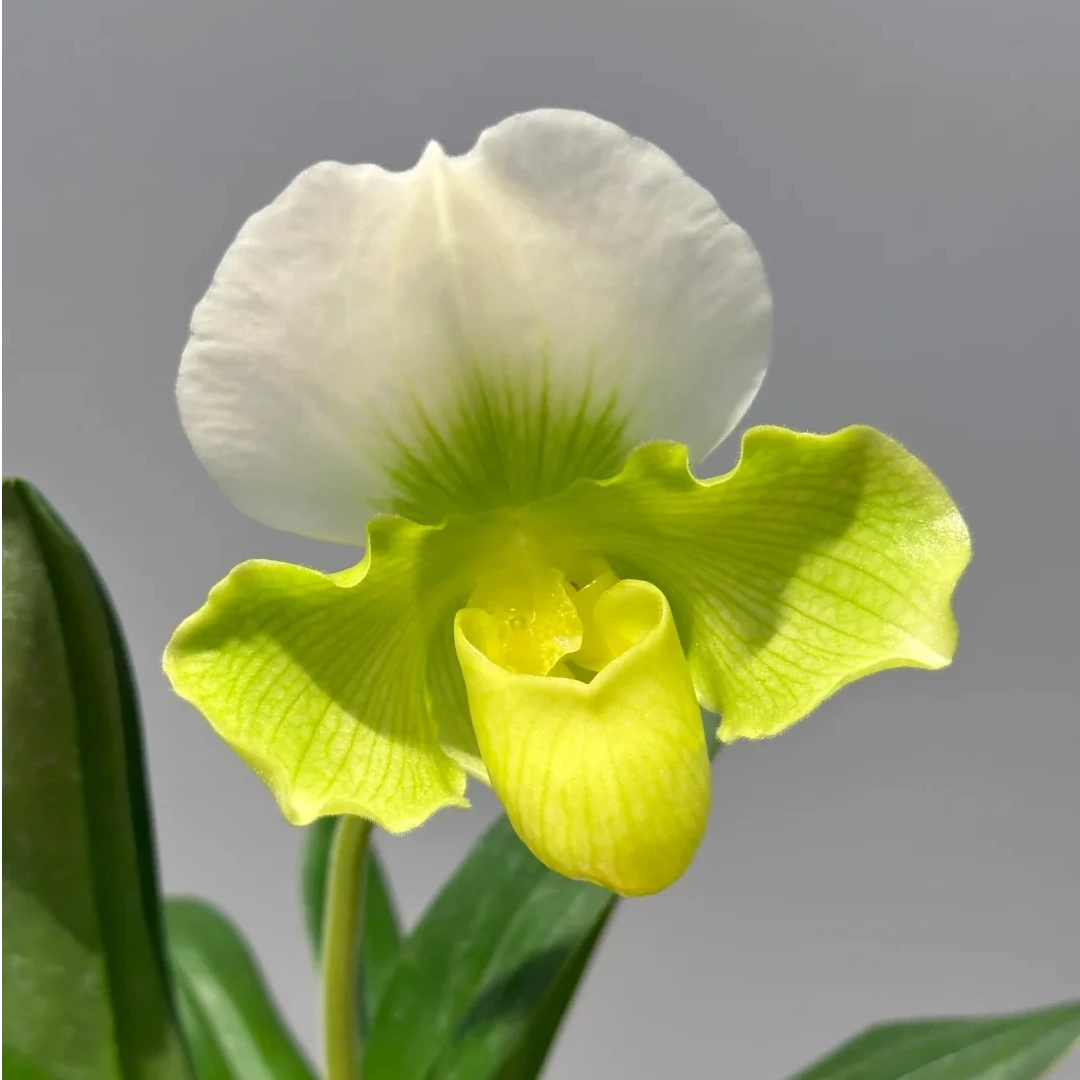 人工培育肉饼兜兰大花拖鞋兰盆栽顺丰包邮植迷不误贵州基地直发A