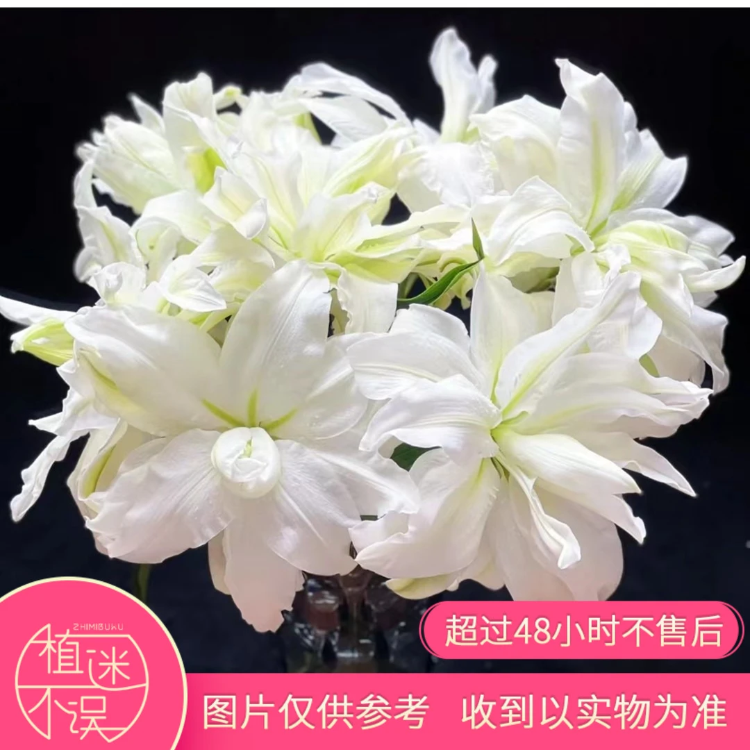 植迷不误艾莎百合香水百合云南鲜花基地直发家庭水养插花顺丰包邮