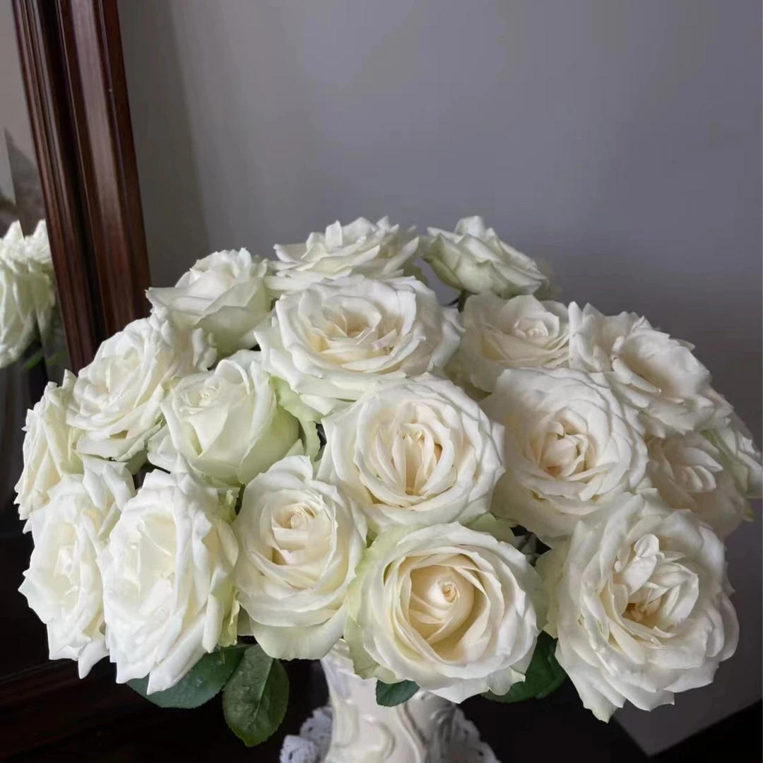 植迷不误白雪山玫瑰花期长好开放花儿插花美观客厅品牌醒花