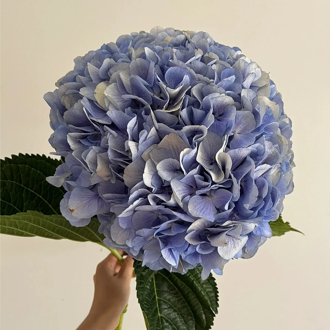 【植迷达播】青花瓷绣球鲜切花水养护简单花期长适合夏季顺丰包邮