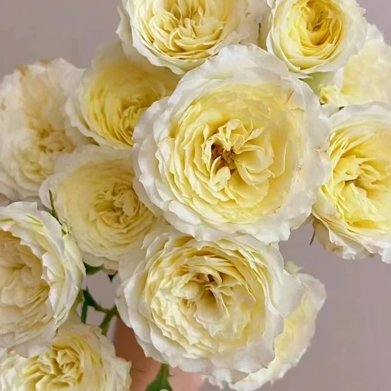 俏溪阳暖暖阿莫尼如多头玫瑰鲜切花 顺丰包邮植迷不误