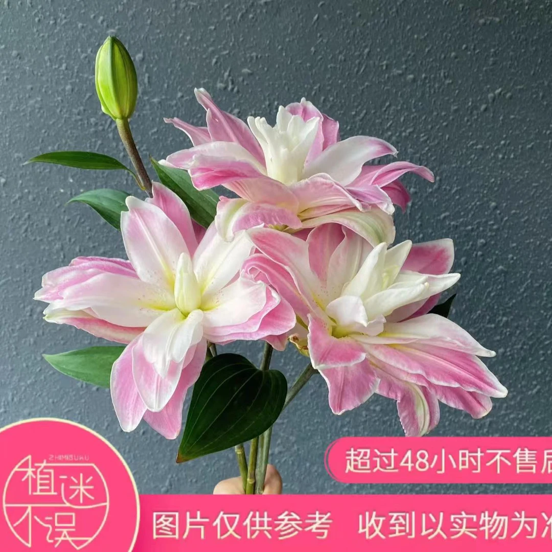 植迷不误莲花之境百合夏季推荐云南基地直发家庭水养插花醒花