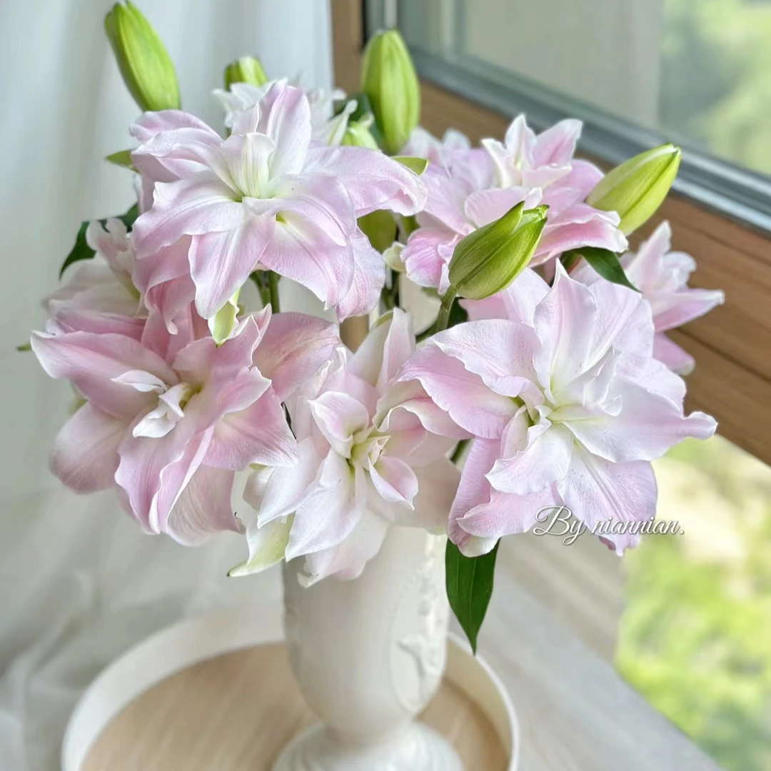 【植迷达播】贵妃.2单起发货2单及以上默认顺丰冷链百合叶子