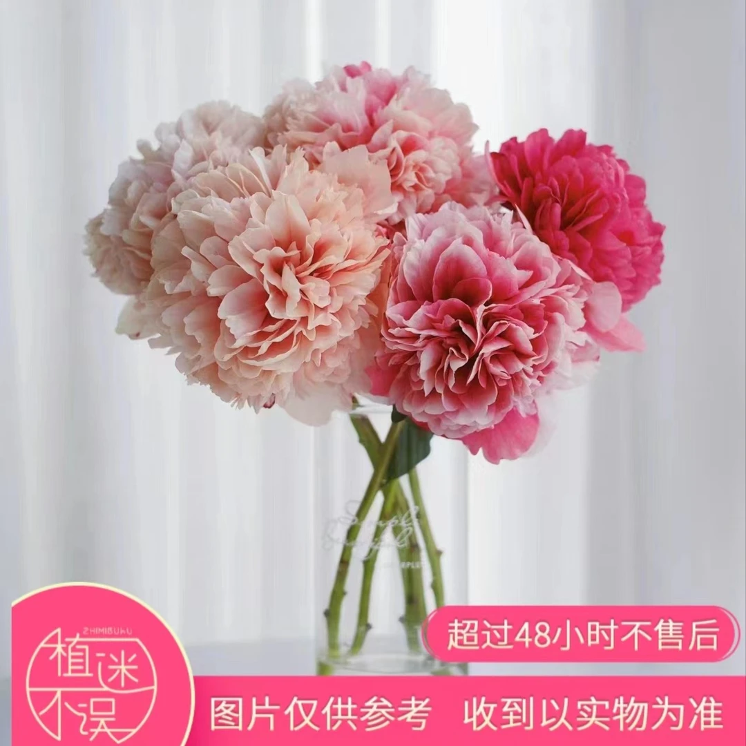 御前表演芍药应季鲜切花山东菏泽直发顺丰包邮