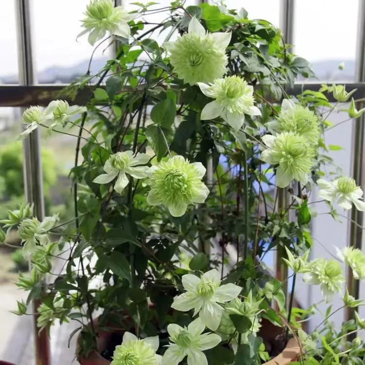 铁线莲花苗阳台盆栽藤本皇后爬藤花卉藤本植物庭院好养的带花花苗