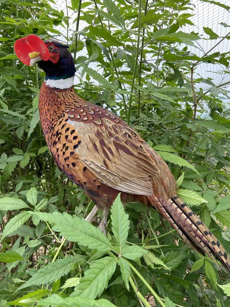 （两只公鸡）成年七彩山鸡 食用 观赏