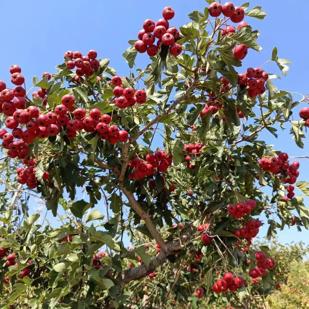 新鲜采摘源头供货山东【沂蒙山】甜红子山楂