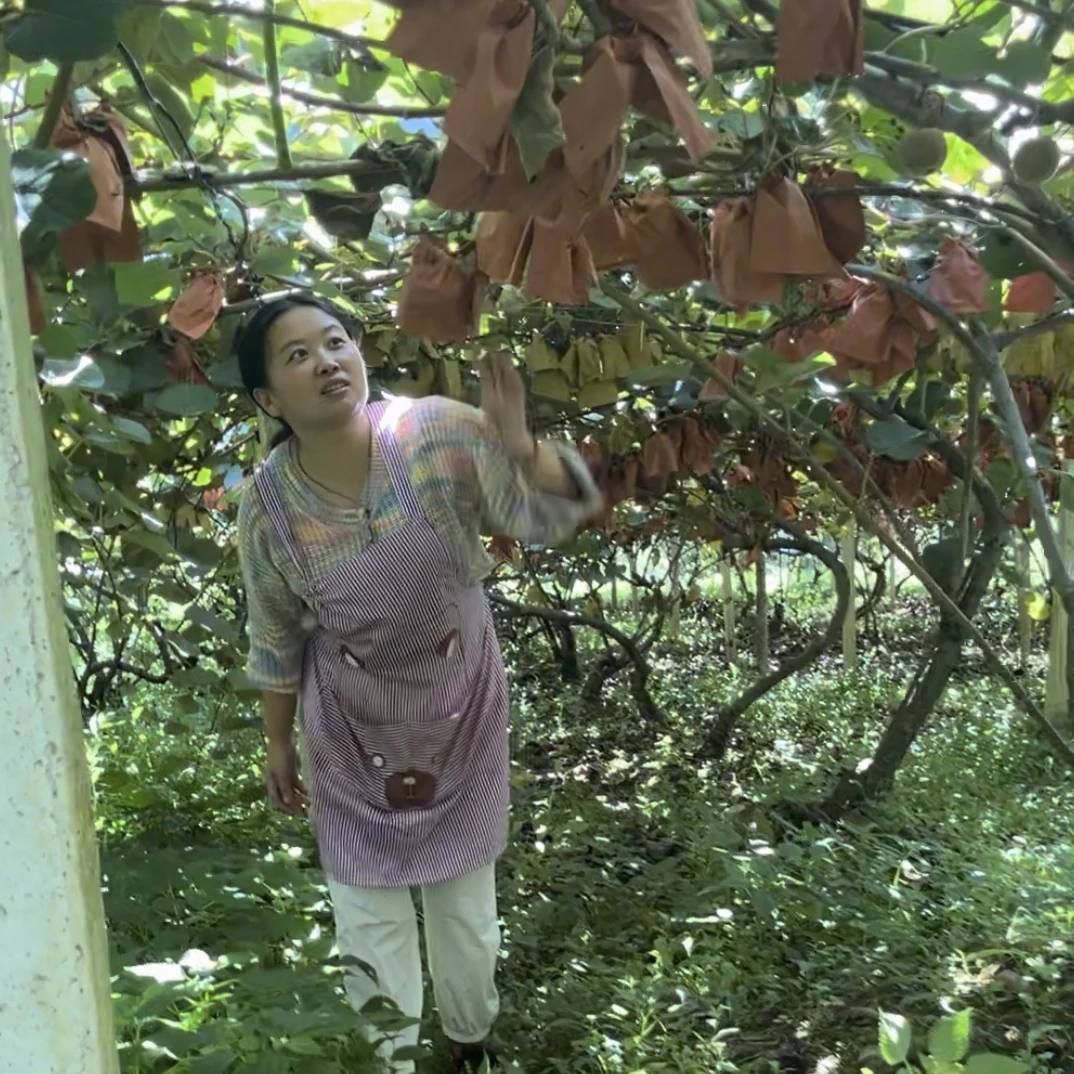 贵州高山农家自种黄心奇异果猕猴桃