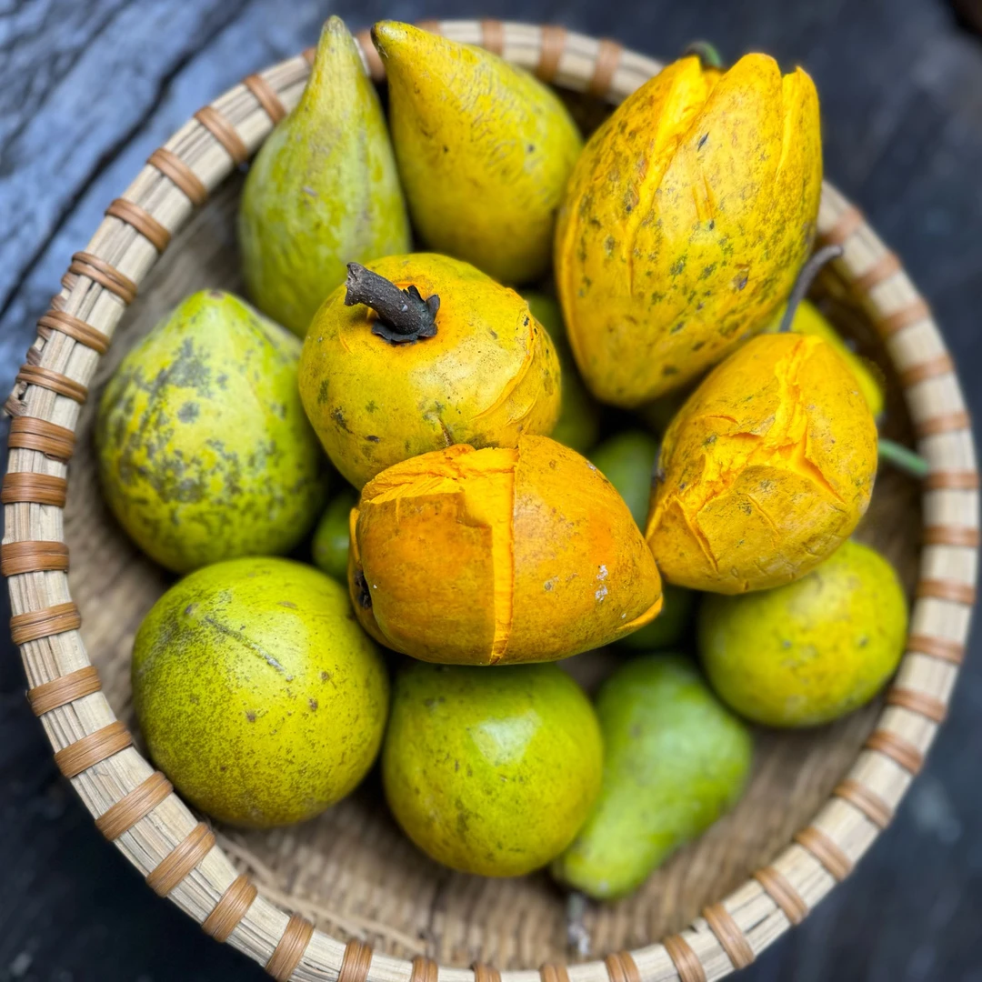 西双版纳采摘鸡蛋果老树蛋黄果狮头果现摘现发不洗果不打蜡不泡药