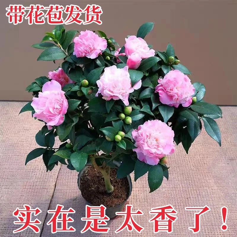 香妃山茶花（不包邮）树苗盆栽带花苞花卉植物室内好养耐寒浓香