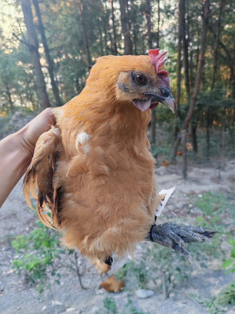 湘西本地土鸡土鸭土鹅1只