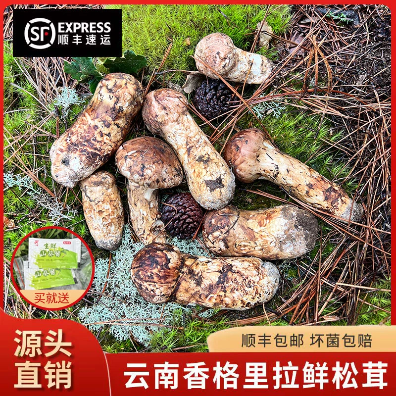 云南香格里拉原生态天然新鲜精品松茸新鲜采摘精选500g/1000g