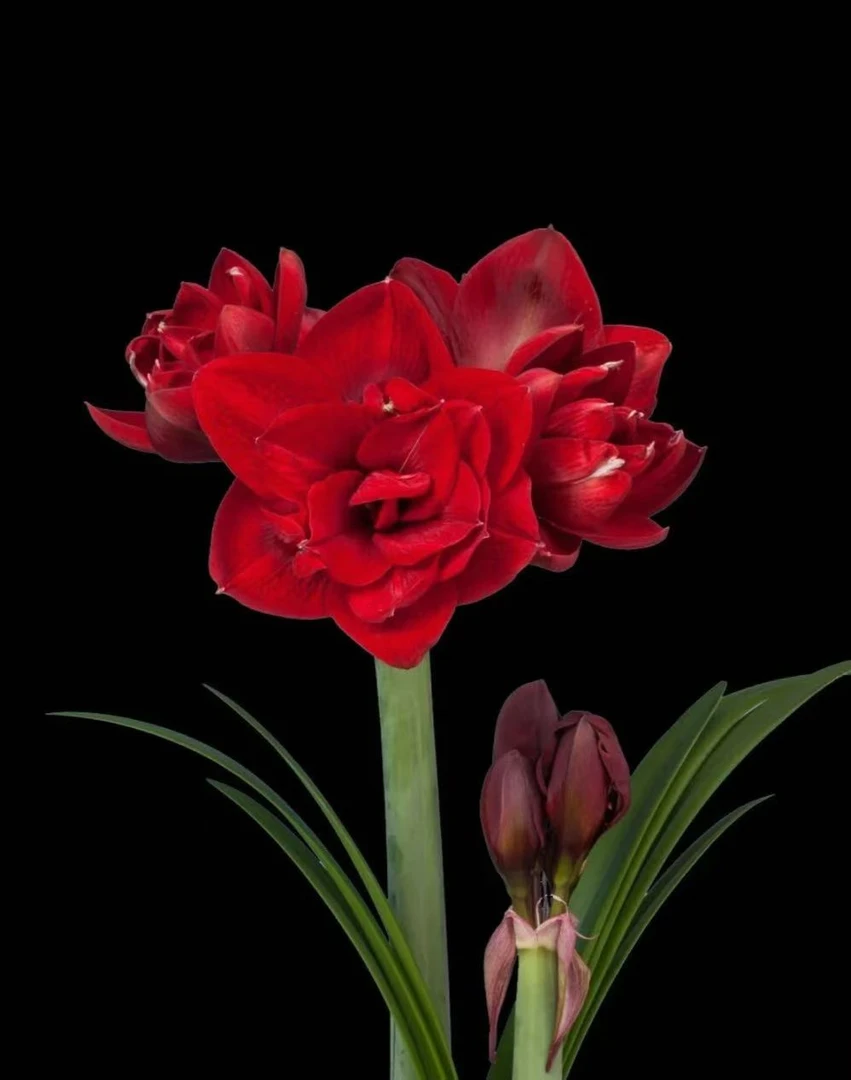 梨花花院 红色交响曲  秘鲁朱顶红种球 [任意2颗包邮]