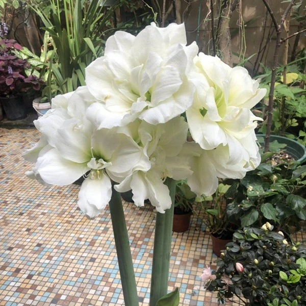 梨花花院 阿弗雷 南非朱顶红种球 裸球 开花神器[任意2颗包邮]