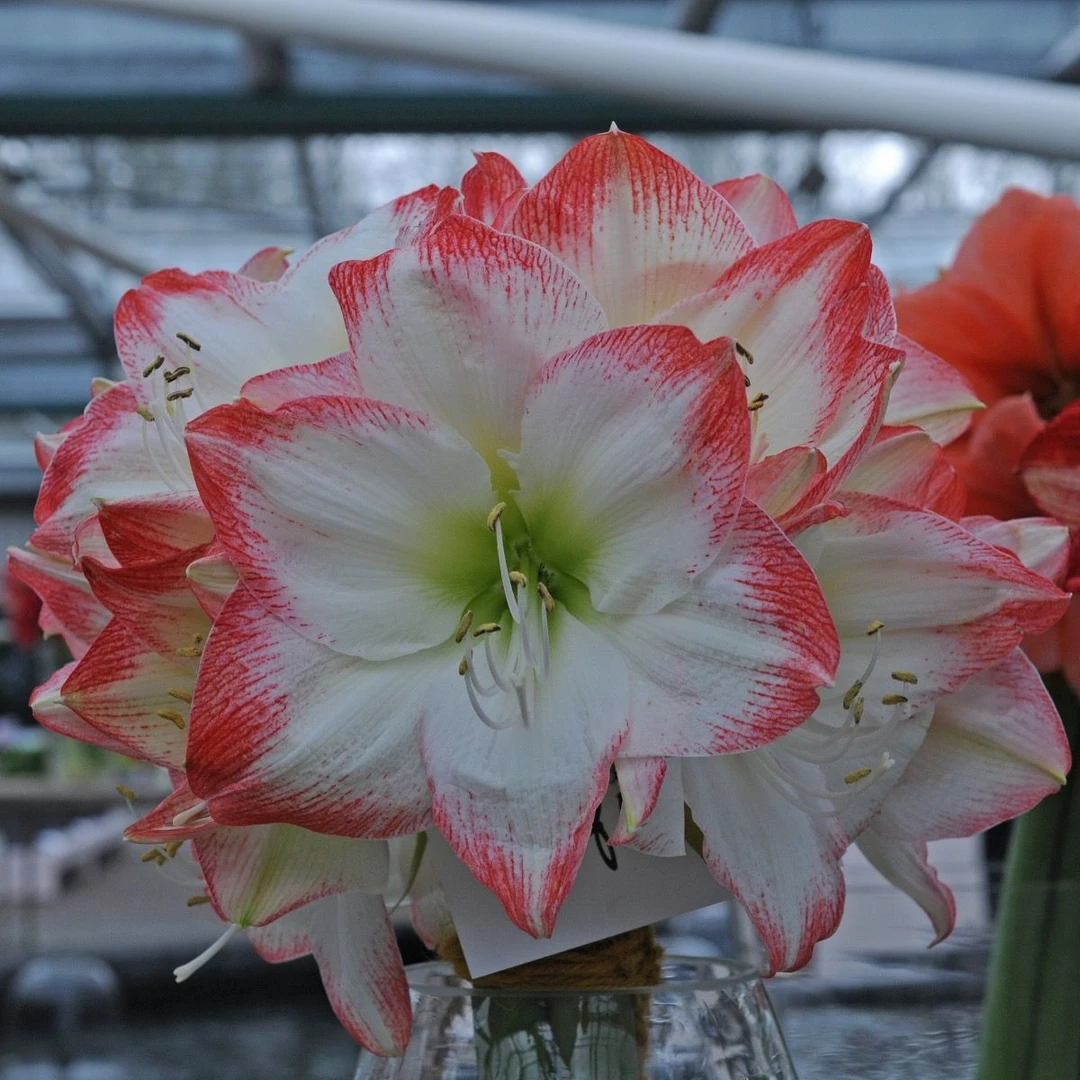 梨花花院 索菲亚 荷兰朱顶红种球 裸球  [任意2颗包邮]