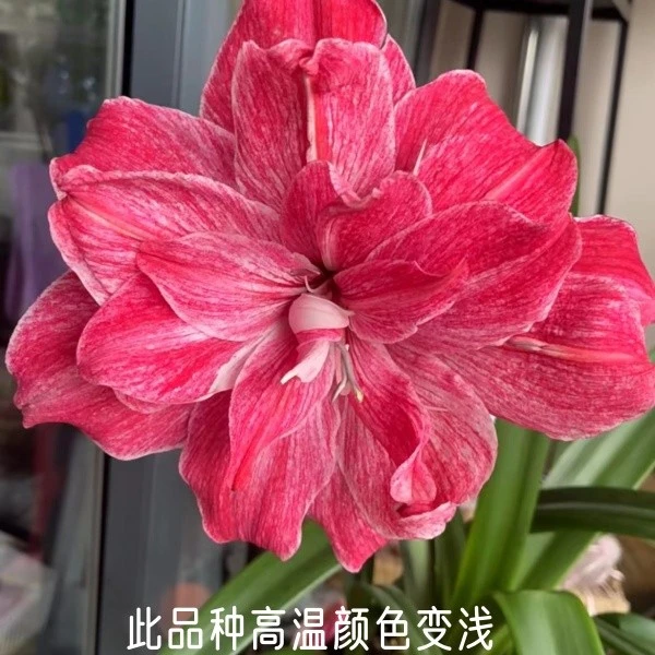 贵妇 自然球基地球 朱顶红种球