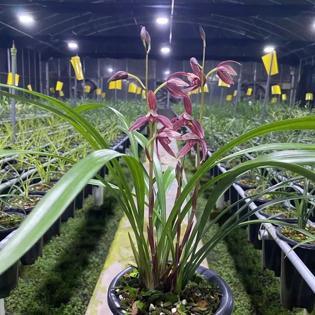 建兰暮山紫兰花苗庭院室内观赏花卉